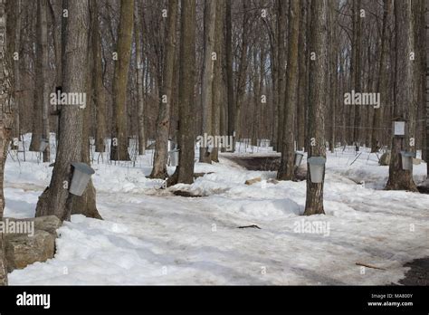 Maple syrup tap Stock Photo - Alamy