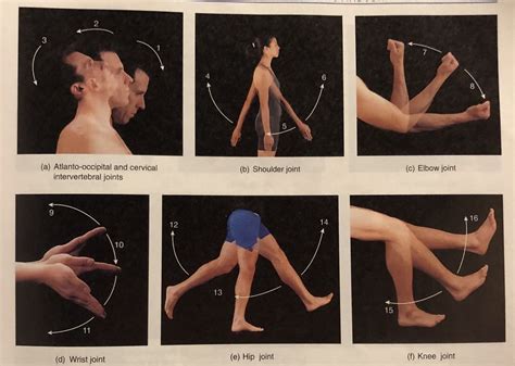 Angular Joint Movements of Flexion, Extension, and Hyperextension Diagram | Quizlet