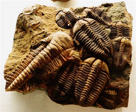 Fossilized trilobites : ScienceImages