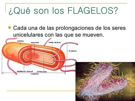 Cilios y flagelos