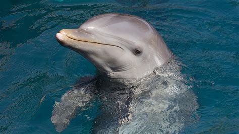 Gulf Coast Dolphins | Pensacola Pontoons