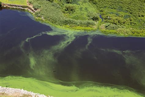 FAU | FAU Awarded $2.2 Million to Monitor Algal Blooms in Lake Okeechobee