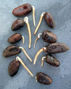 Germinated Pawpaw Seed from Blossom Nursery