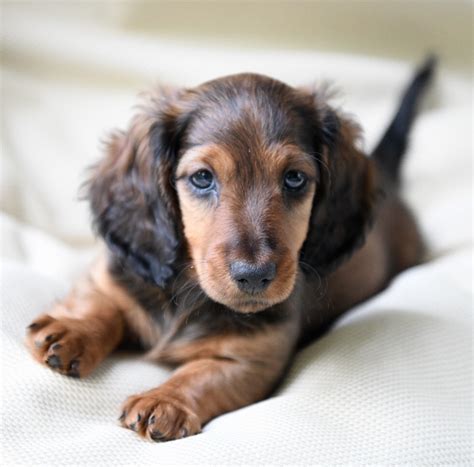 Miniature Long Haired Dachshund Puppies for Sale - Dikerdachs