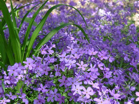 Fran's Purple Creeping Phlox