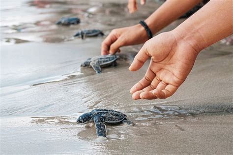 TIME for Kids | Kids Care About: Sea Turtles