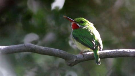 Puerto Rican Tody Todus mexicanus | Focusing on Wildlife