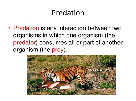 PPT - Species Interactions PowerPoint Presentation, free download - ID ...