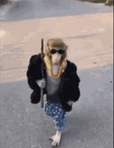 Monkey Gangster Monkey GIF - Monkey Gangster Monkey Monk - Discover & Share GIFs in 2022 ...