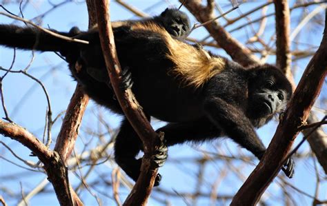 Howler monkeys