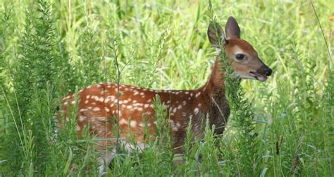 6 Reasons Not To Rescue Young Wildlife – Georgia Wildlife Blog