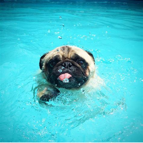 PsBattle: This swimming pug Pug Love, Cute Dogs, Swimming, Water, Animals, Adorable Animals ...