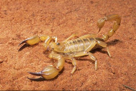 Scorpion - Australia Desert Scorpion, Wildlife Photography Tips ...