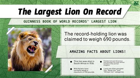 Discover the World's Largest Lions - A-Z Animals