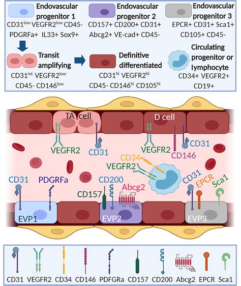 Current concepts on endothelial stem cells definition, location, and ...