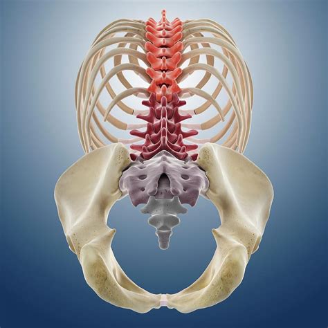 Bones Of The Torso Photograph by Springer Medizin/science Photo Library ...