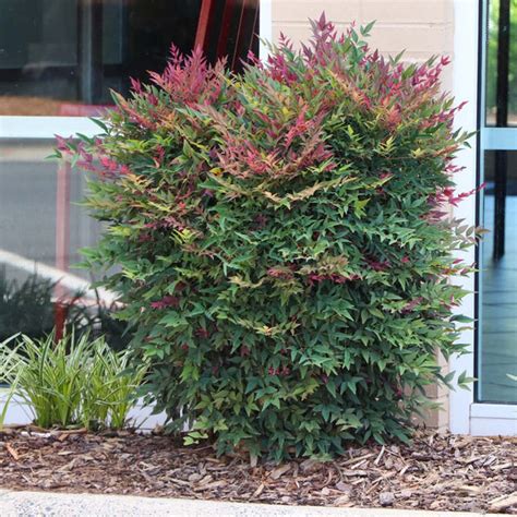 Harbor Dwarf Nandina Shrubs for Sale | FastGrowingTrees.com