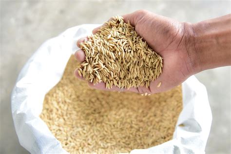 40kg of high-quality rice seeds enough for 1-ha field | PRRI