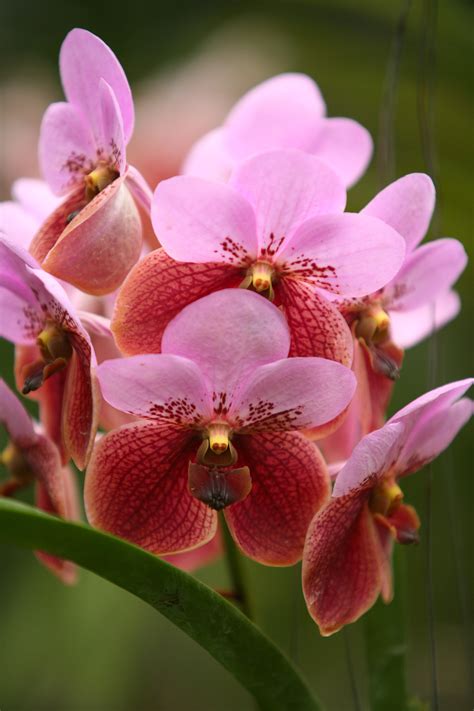 Waling-waling: The Queen of Philippine Orchids