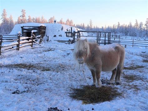 Yakut horse. | Horses, Horses and dogs, Animals