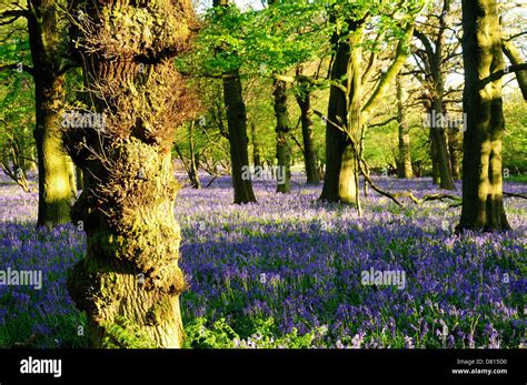 English woodlands hi-res stock photography and images - Alamy