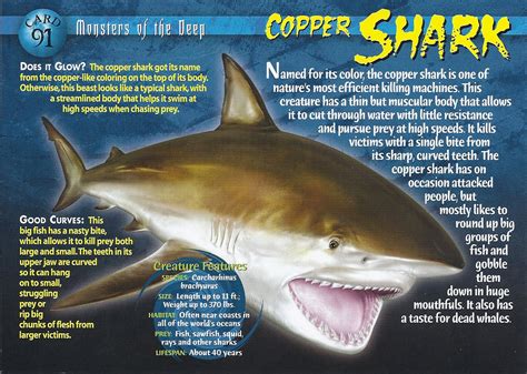 Copper Shark | Weird n' Wild Creatures Wiki | Fandom