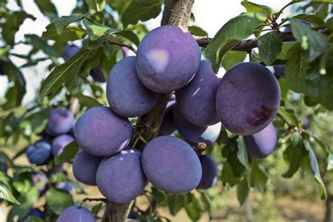 The Best Low-Maintenance Fruit Trees - Utah Lawn Care