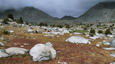 Why Are Plants In The Alpine Biome Typically Low Growing - Plants BN