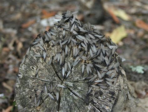 What Do Termite Swarmers Look Like? | Picture Identification