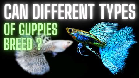 Guppy Fish Care – Can Different Types of Guppies Breed ? - YouTube