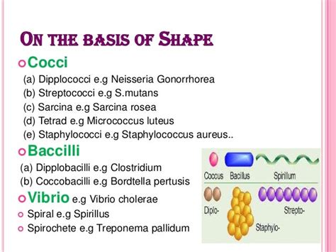 staphylococcus aureus bacteria morphology