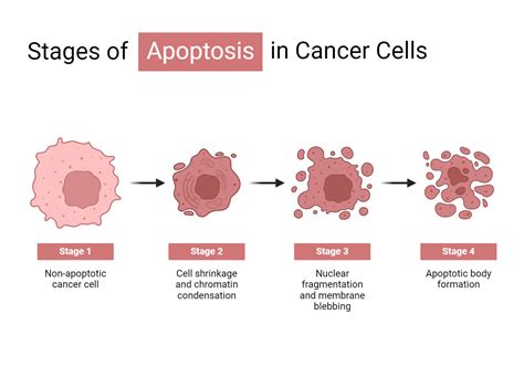 Cancer Cells: Definition, Morphology, Types, Development