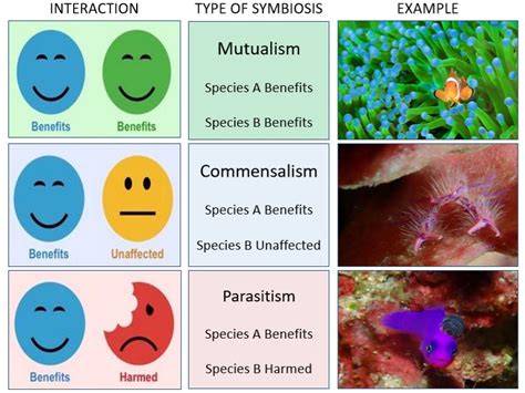 Symbiotic chart