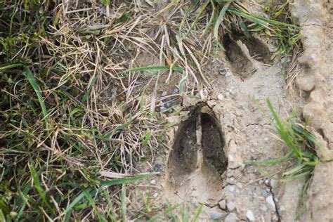 Animal Tracks You Can Identify in Your Yard