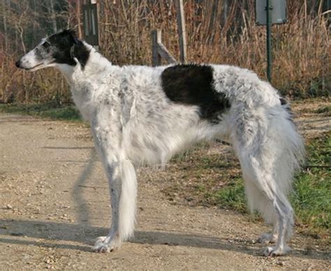 Borzoi Information - Dog Breeds at thepetowners