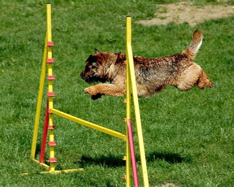 Dog Agility Jumps | Best Portable, Lightweight, and Regulation Jumps - J&J Dog Supplies