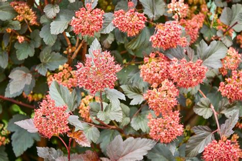 50 PACIFIC NINEBARK Physocarpus Capitatus Western Ninebark Native White Pink Red Flower Shrub ...