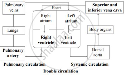 Draw the chart of double circulation and label A, B, C and D. - Biology ...