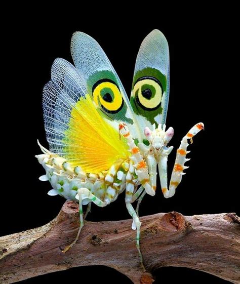 🔥 this is a spiny flower mantis : NatureIsFuckingLit