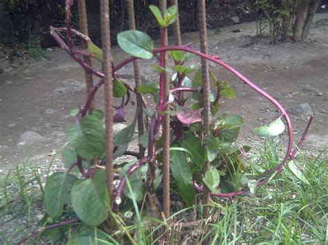 Wonder Leaves: Alugbati (Basella rubra linn)