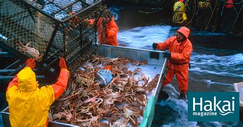 How Ocean Warming Is Killing a Prime Alaska Crab Fishery | Hakai Magazine