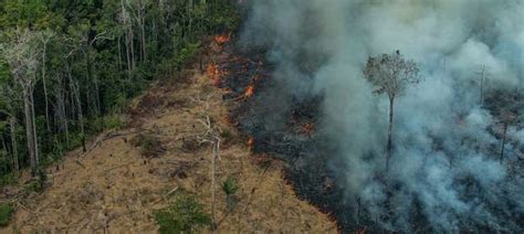 International investors urge Brazil to take real action to stop deforestation