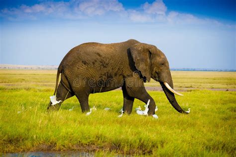 Elephants in Amboseli stock photo. Image of travel, nature - 46507652