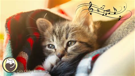 Cat Music - Soothing Sleep Music, Deep Relaxation Music, Stress Relief ...