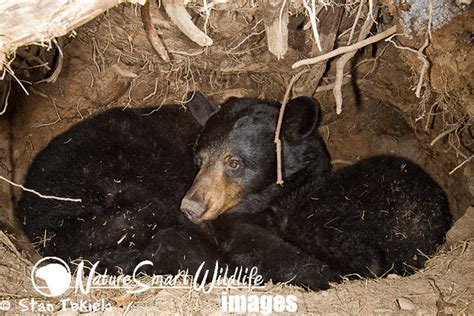 Black Bear in den hibernating Tekiela TAN0703 | Flickr - Photo Sharing!