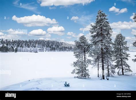 Snow landscape with tall trees at frozen lake Inari, Finland, Lapland ...