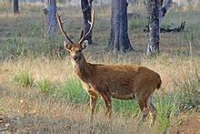 Barasingha - Wikipedia