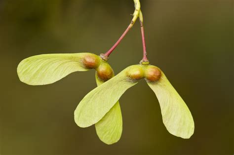 Seed Dispersal - How Do Plants Spread Their Seeds? - Jake's Nature Blog