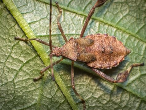 Squash Bug Control: How To Kill Squash Bugs