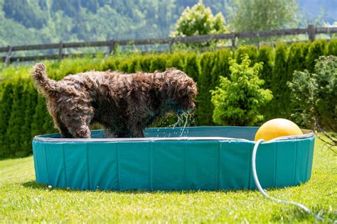 The Best 2 Plastic Dog Pools Reviewed - Veterinarians.org